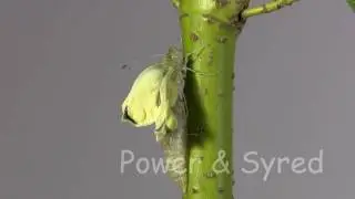 Emerging Large White butterfly_01