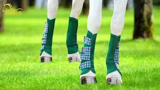 Easy-wrap horse bandages, lightweight for daily use，Shield Your Horse&rsquo;s Legs on Every Journey!