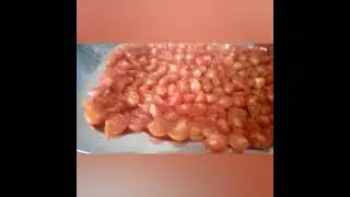 SUN DRYING CHERRY TOMATOES ABUNDANCE FRUTS.