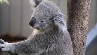 Rayappa, Koala, King Cobra, Gorilla, Chameleon