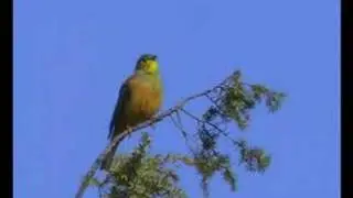 bruant ortolan (Emberiza hortulana)