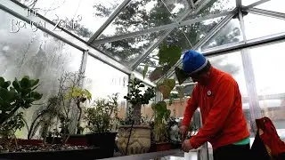 Greenhouse Work, The Bonsai Zone, Nov 2022