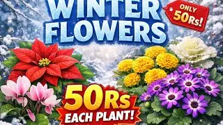 Beautiful Winter flowers