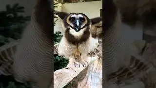 What does Owl say?