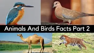 Animals and Birds facts part 2/Information Hub
