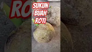 Breadfruit and its side effects #explore #freshfruit #food #shortvideo #breadfruit