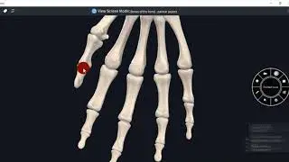 ANATOMY OF HAND-CARPAL BONES,METACARPAL BONES AND PHALANGES - 3D VIDEO#UPPER LIMB#3D ANATOMY
