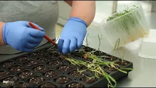 SeedWorld Visits: How KWS Is Creating Seeds For The Future