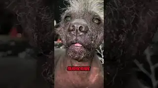 Do Dogs Have a Sixth Sense?