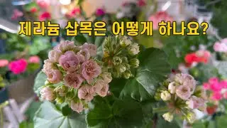 제라늄 삽목! 이렇게도 해요 / 뿌리 잘 내리기 위해서는? / 삽목 중요 포인트 / 꽃수다