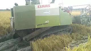 cilas ceop tigre 30