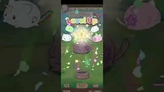 GETTING MOCHI FRIENDS  (mochi cats)