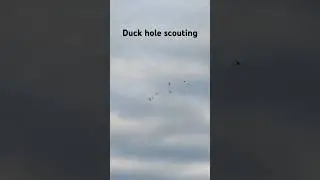 #duck #migration #scouting #duckhunting #fyp