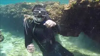 Hunting Octopus and Lobster