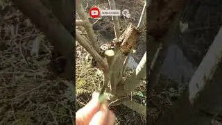 Kỹ thuật gh&eacute;p v&agrave; chăm s&oacute;c c&acirc;y mới nhất - The latest technique of grafting and tree care #0463