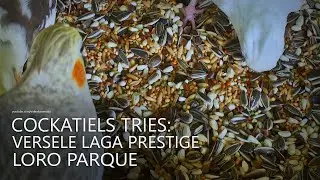 Cockatiels Tries Versele Laga Prestige Loro Parque