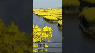 yellow garden amazing beautiful nature lover amazing wonderful scene HD Nature#shorts