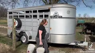 We are moving the cows!! #localfarm