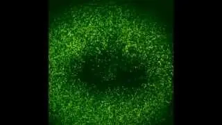 Visualizing electrical activity in cells using a GFP-based voltage probe ArcLight