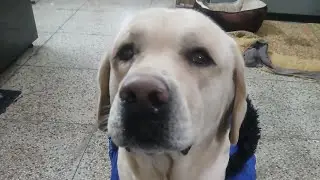 Simba ki new dress #pets ##simba #cutedog #rocky #doglover #cute #labrador #dog #dogvideo #minivlog 