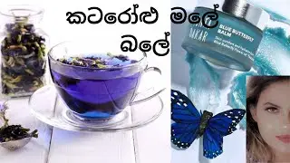 sri lankan blue butterfly pea flower in sinhala | butterfly pea benefits sinhala | නිල් කටරොළු