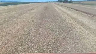 Lexion 630 psenica, 30 June 2025