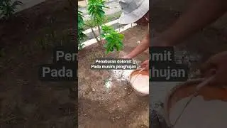 Penaburan dolomit pada musim penghujan untuk menjaga ph tanah dari keasaman #dolomites #kapurdolomit