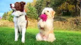 Amazing dog tricks performed by Jade & Justy!