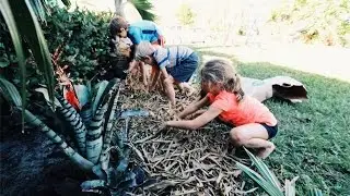 CrAzY EASY - Florida Gardening