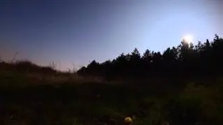 Early dawn stars with pheasant's eye (Adonis vernalis) in the foreground