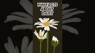 Fun Facts about Daisy #shorts #devotional #morning #night
