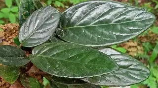 Berburu Tanaman Hias ketemu spesies mirip Piper Magnificum