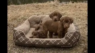 Labrador Retriever Coat Colors