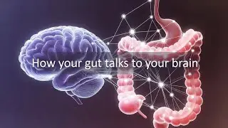 How&nbsp;Your&nbsp;Gut&nbsp;Talks&nbsp;to&nbsp;Your&nbsp;Brain&nbsp;(The&nbsp;Gut-Brain&nbsp;Axis&nbsp;Explained)