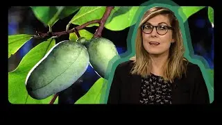 Rare and Tasty Native Plants | Know Ohio