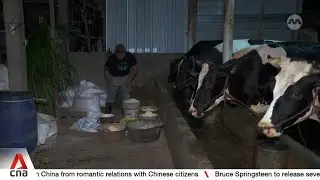 Indonesian farmers worried over impact of planned influx of imported cattle