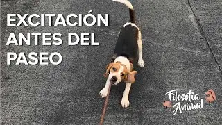 C&oacute;mo evitar la EXCITACI&Oacute;N antes del PASEO