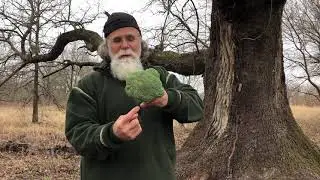 How to Measure Big Trees