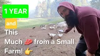 How Much Meat Do You Get From a Small Farm? (Chickens, Ducks, Geese, Rabbits & Pigs)