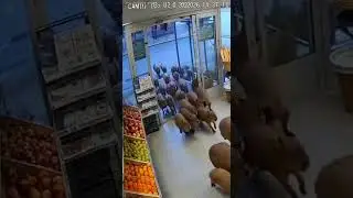 POV: Vives en el 2026 y los carpinchos han tomado el control