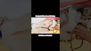 Asia mandi m nayab or khubsurt bahray | #sharjeelabbasbeautifulvlog#bakraeid  #mandiprice