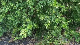 Ventajas de Apodar los &Aacute;rboles de Lim&oacute;n 