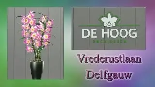 De Hoog Orchidee&euml;n. Delfgauw.