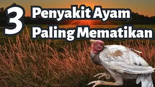 3 Most Deadly Chicken Diseases