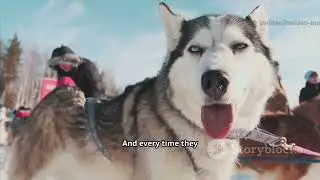 How to Teach Your Husky to Speak | Fun Dog Training Tips