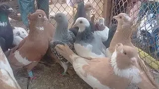 Multan kabutar mandi| multan kabutar mandi| multan birds market| Ch Junaid pegions| fighter kabutar|
