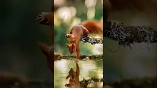 Cute squirrel Shorts! #shortvideo #Cutesquirrel #squishy #shorts