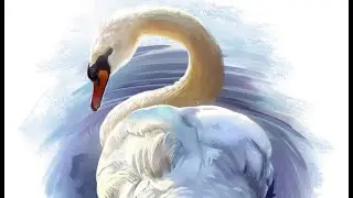 cisne para youtube