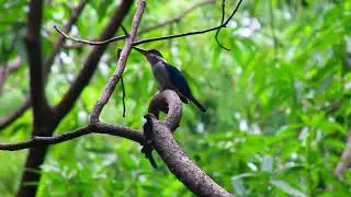 White-collared Kingfisher