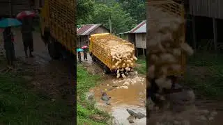 Chicken Crash Village Truck Falls into Crocodile #viralvideo #truck #shortvideo #dumptruck #chicken